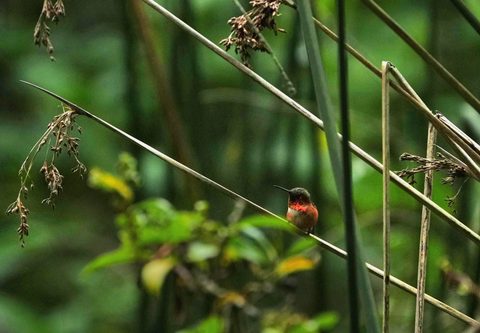Allen's Hummingbird