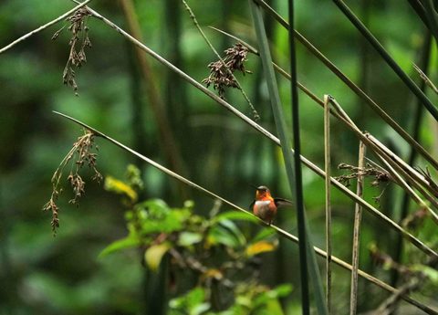 Allen's Hummingbird