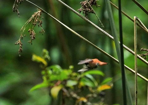 Allen's Hummingbird