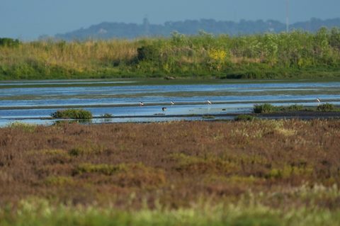 American Avocet