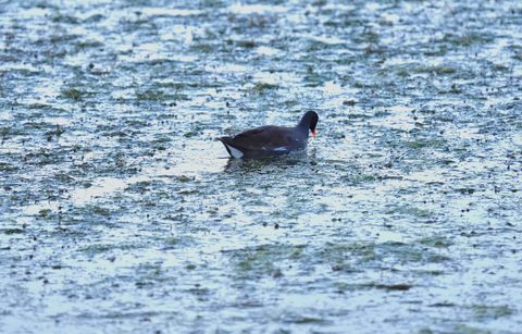 American Coot
