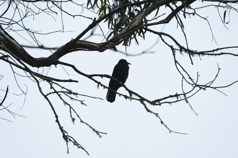 American Crow