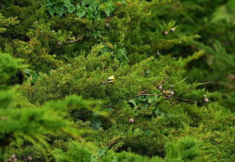American Goldfinch