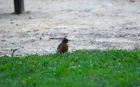 American Robin