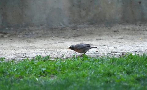 American Robin