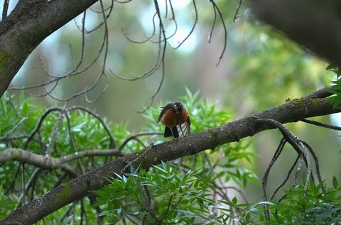 American Robin