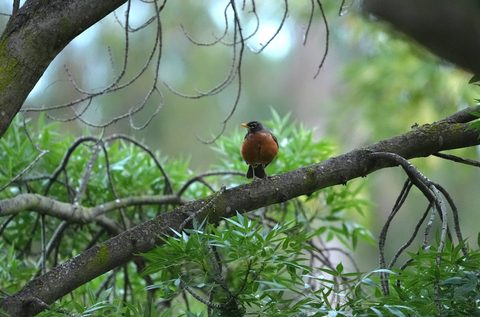 American Robin