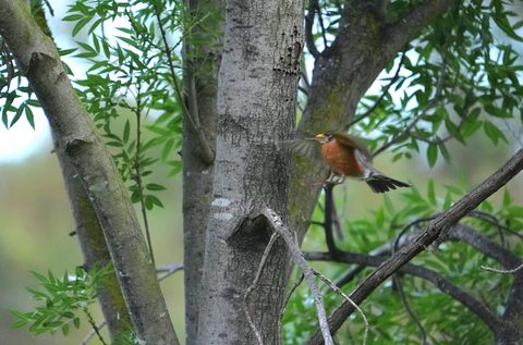 American Robin