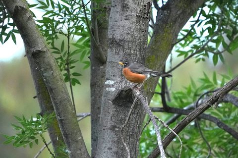 American Robin