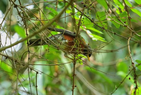 American Robin