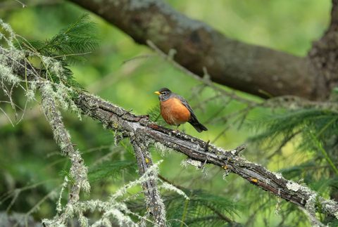 American Robin