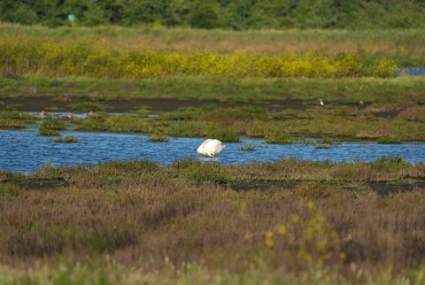American White Pelican