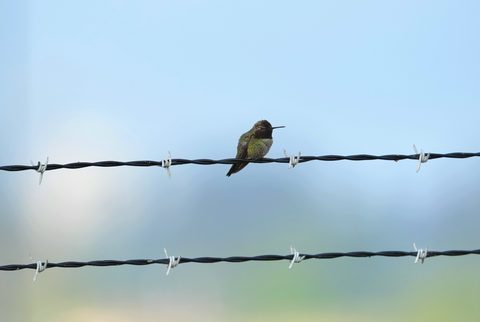 Anna's Hummingbird