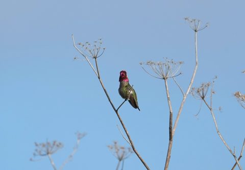Anna's Hummingbird