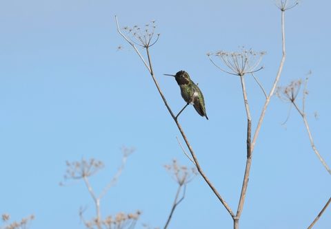 Anna's Hummingbird