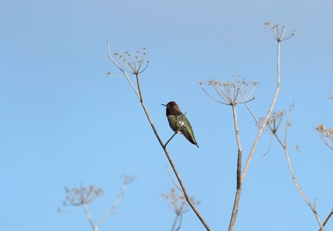 Anna's Hummingbird