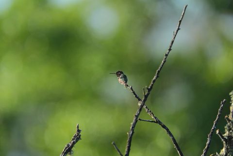 Anna's Hummingbird