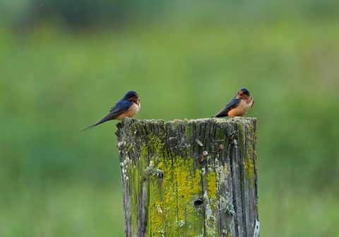 Barn Swallow