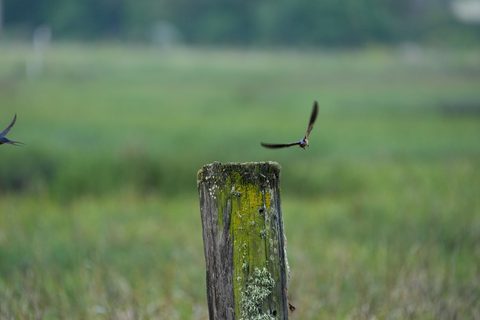 Barn Swallow