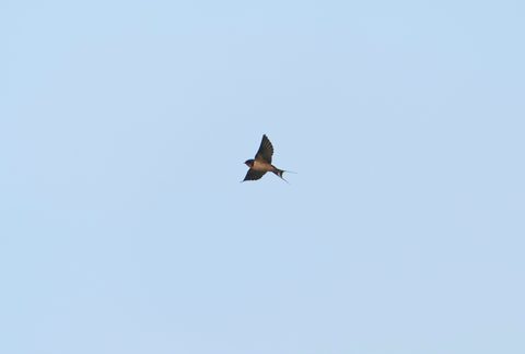 Barn Swallow