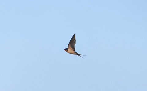 Barn Swallow