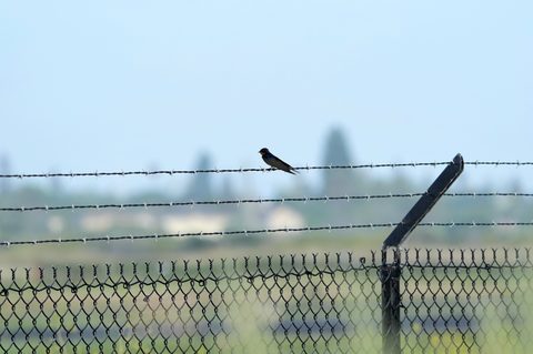 Barn Swallow