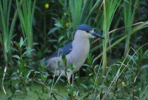 Black-crowned Night-Heron