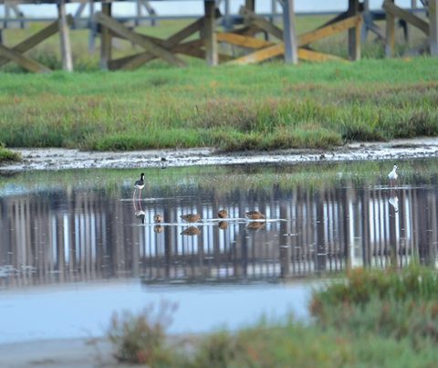 Black-necked Stilt