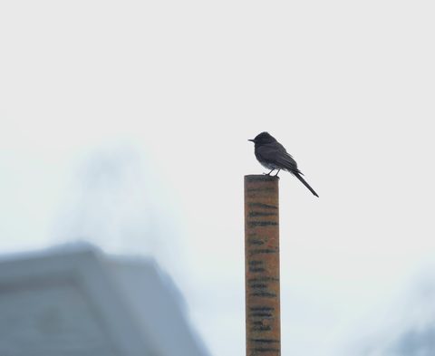 Black Phoebe