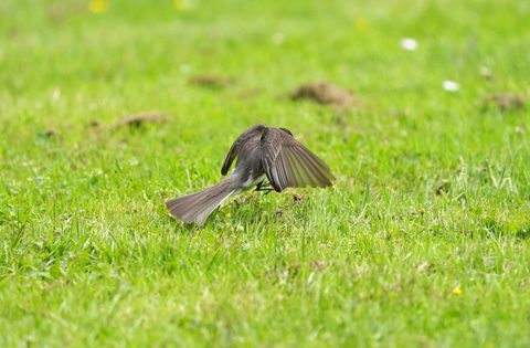 Black Phoebe