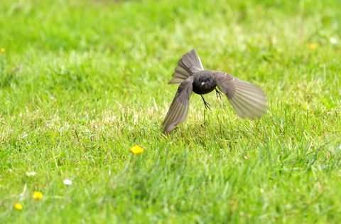Black Phoebe
