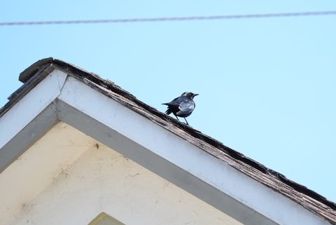 Brown-headed Cowbird