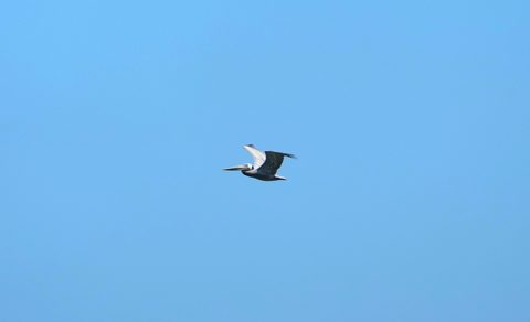 Brown Pelican