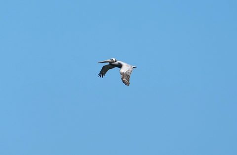 Brown Pelican