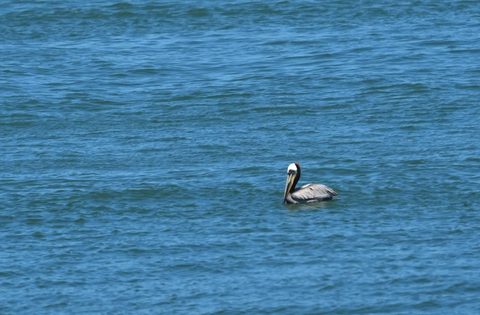 Brown Pelican