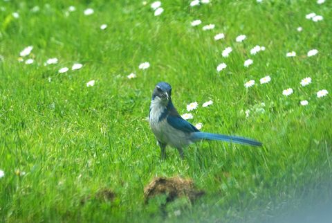 California Scrub-Jay