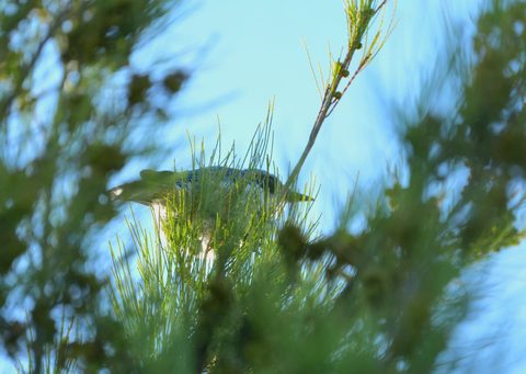 California Scrub-Jay