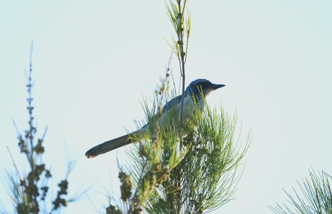 California Scrub-Jay