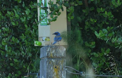 California Scrub-Jay