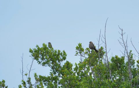 California Towhee