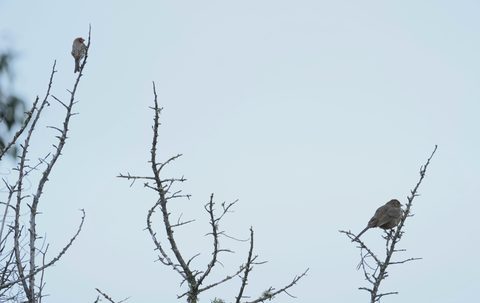 California Towhee