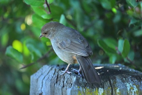 California Towhee