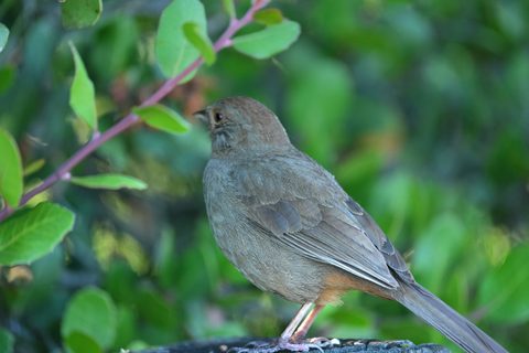 California Towhee