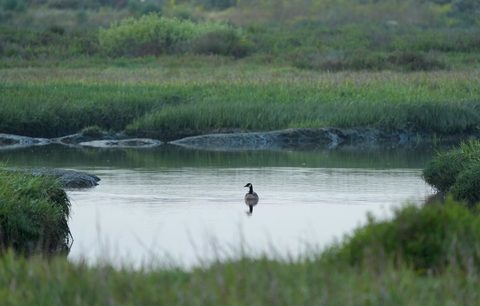 Canada Goose