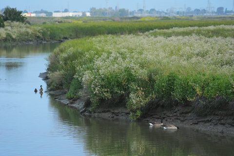 Canada Goose