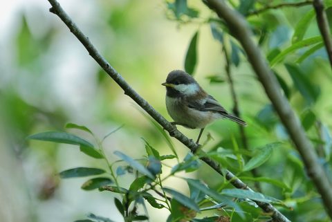 Chestnut-backed Chickadee