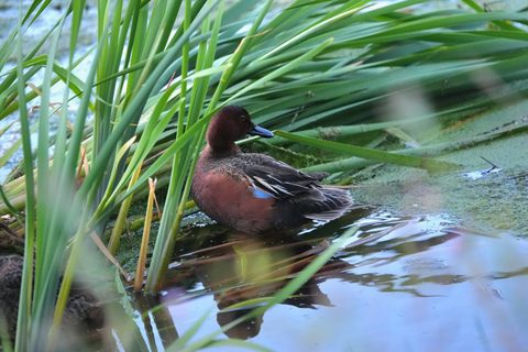 Cinnamon Teal