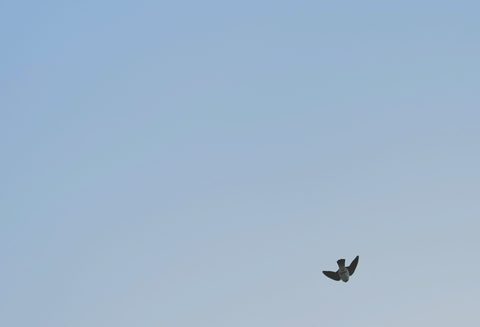 Cliff Swallow