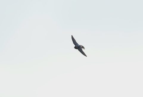 Cliff Swallow