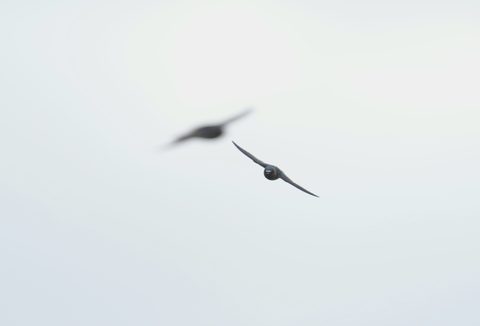 Cliff Swallow